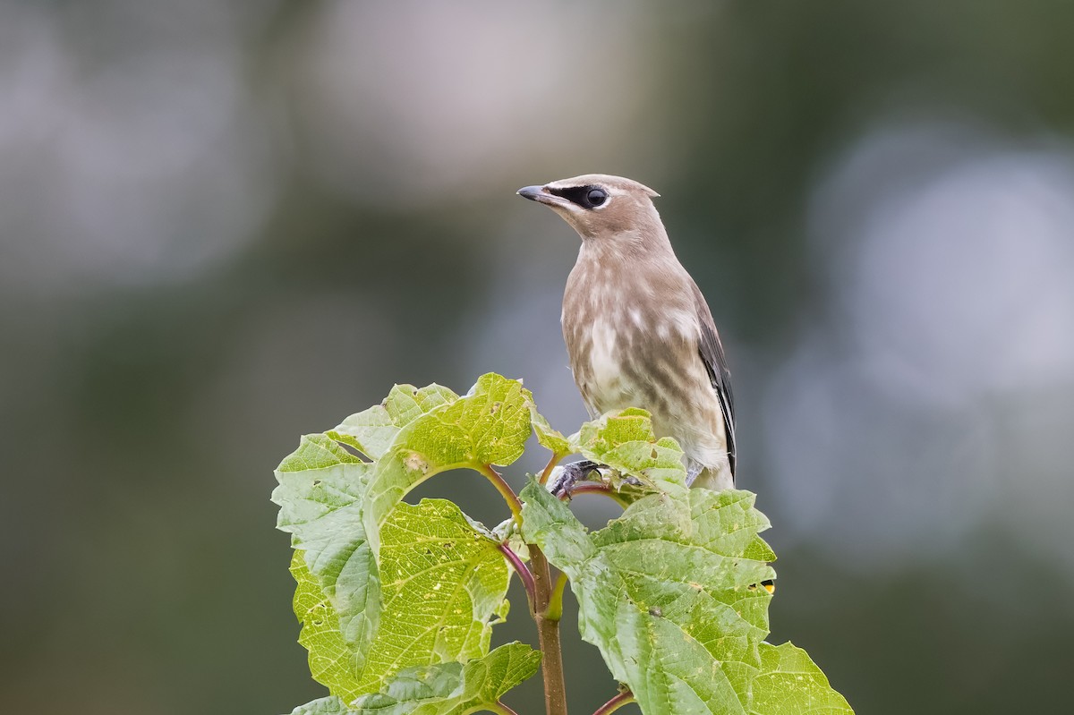 Cedar Waxwing - ML609184824