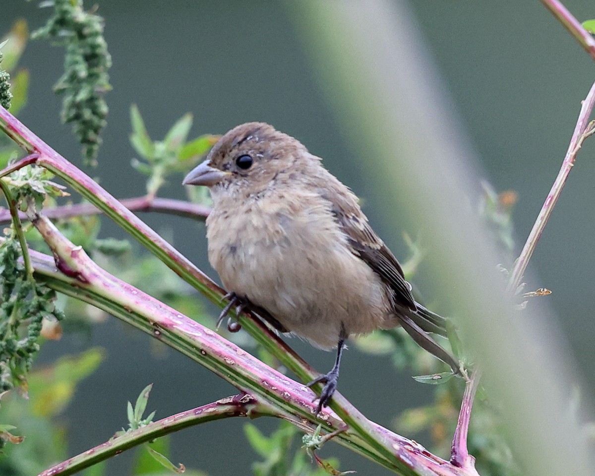 Indigo Bunting - Tom Murray