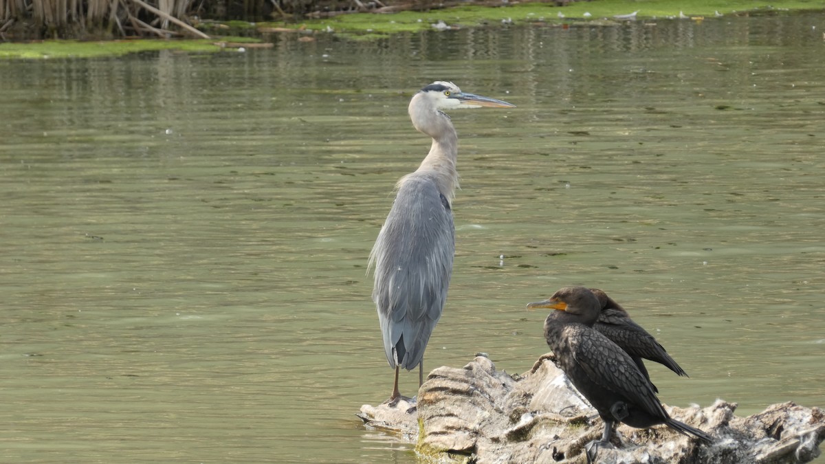 Great Blue Heron - Alan Decker