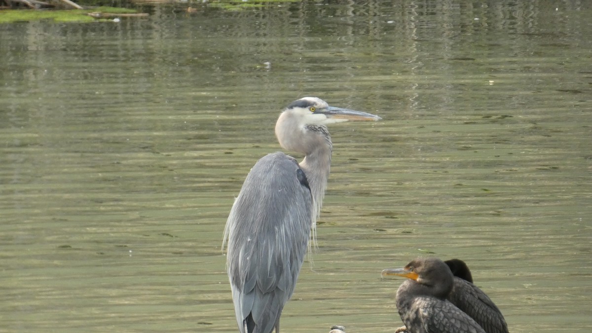 Great Blue Heron - Alan Decker