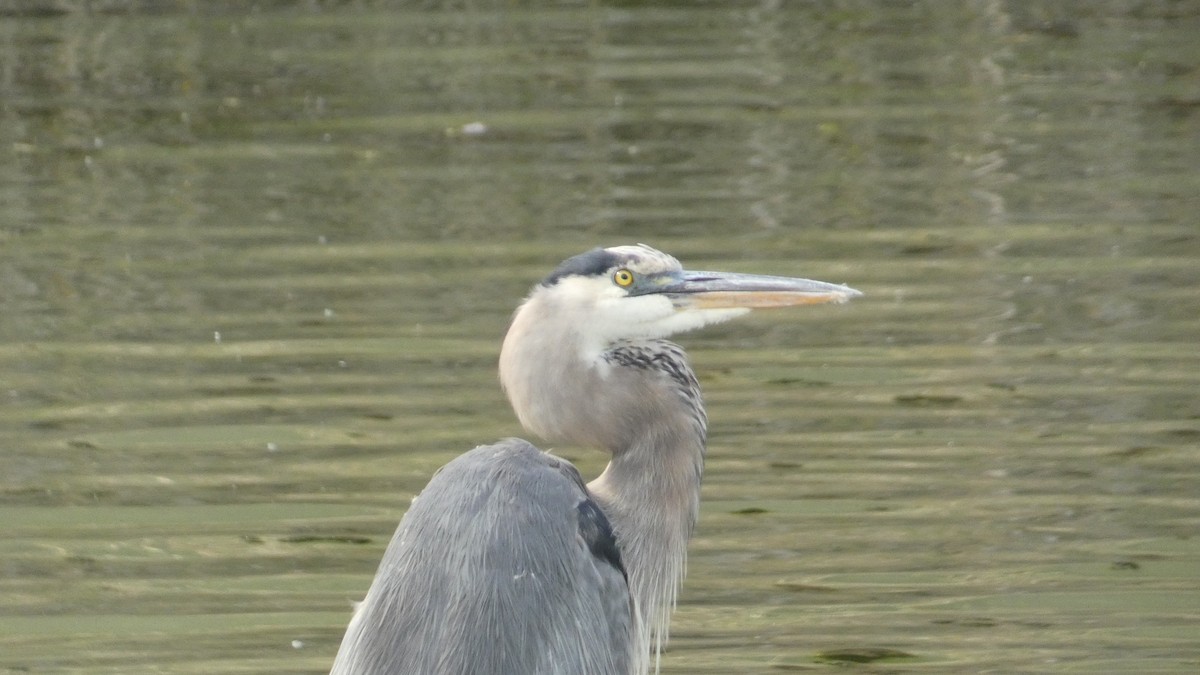 Great Blue Heron - Alan Decker