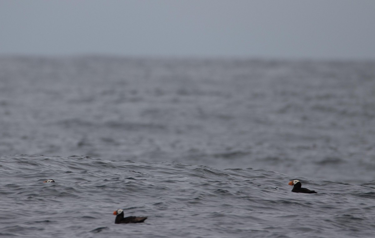 Tufted Puffin - Danielle Lacasse