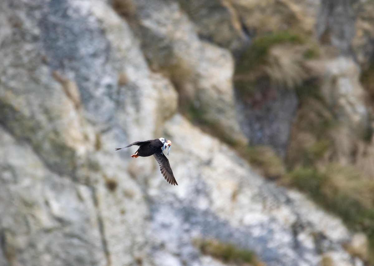 Tufted Puffin - ML609184961