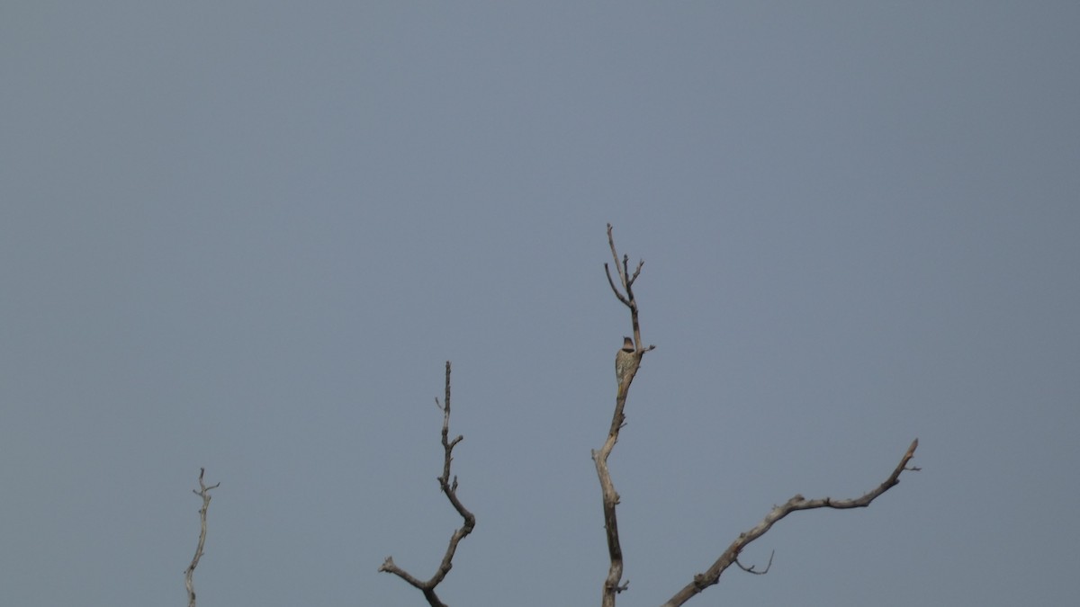 Northern Flicker - Alan Decker