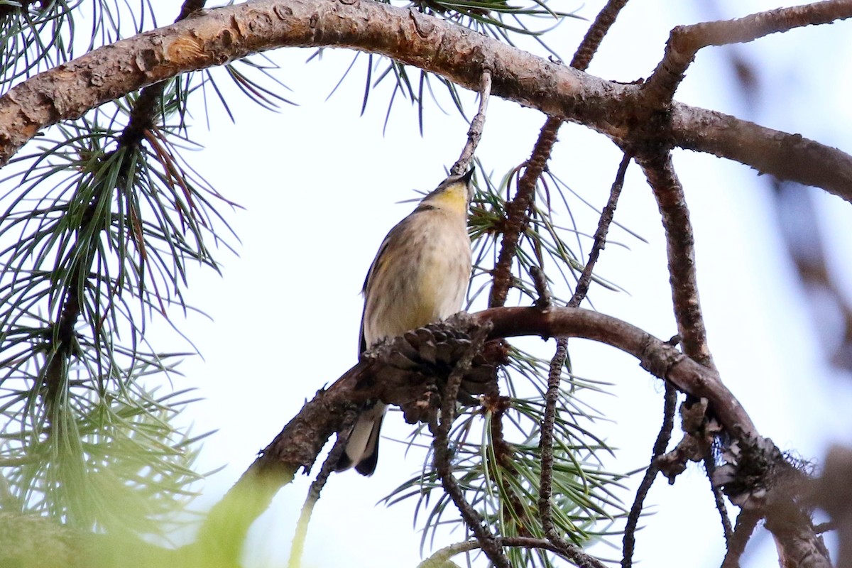 Yellow-rumped Warbler - ML609185118