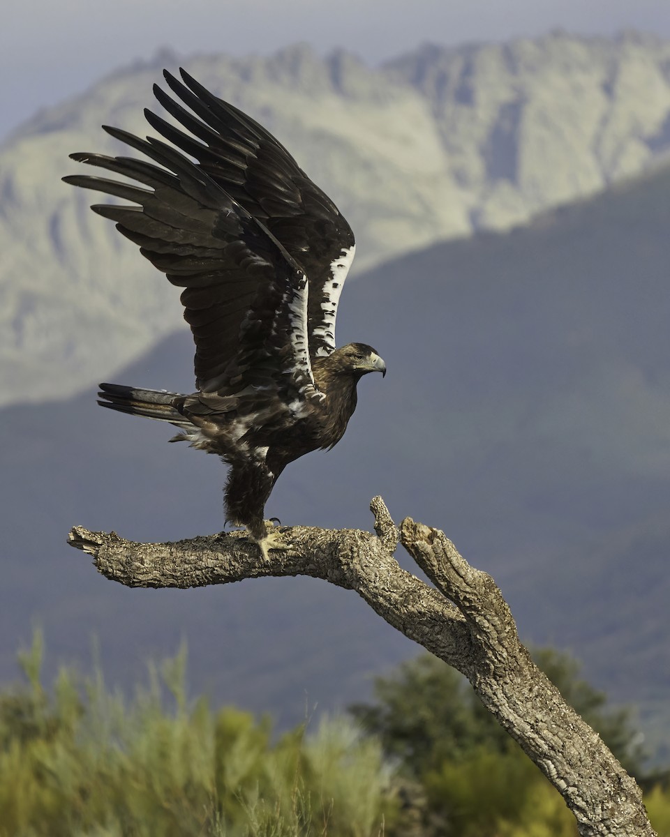 Águila Imperial Ibérica - ML609185134