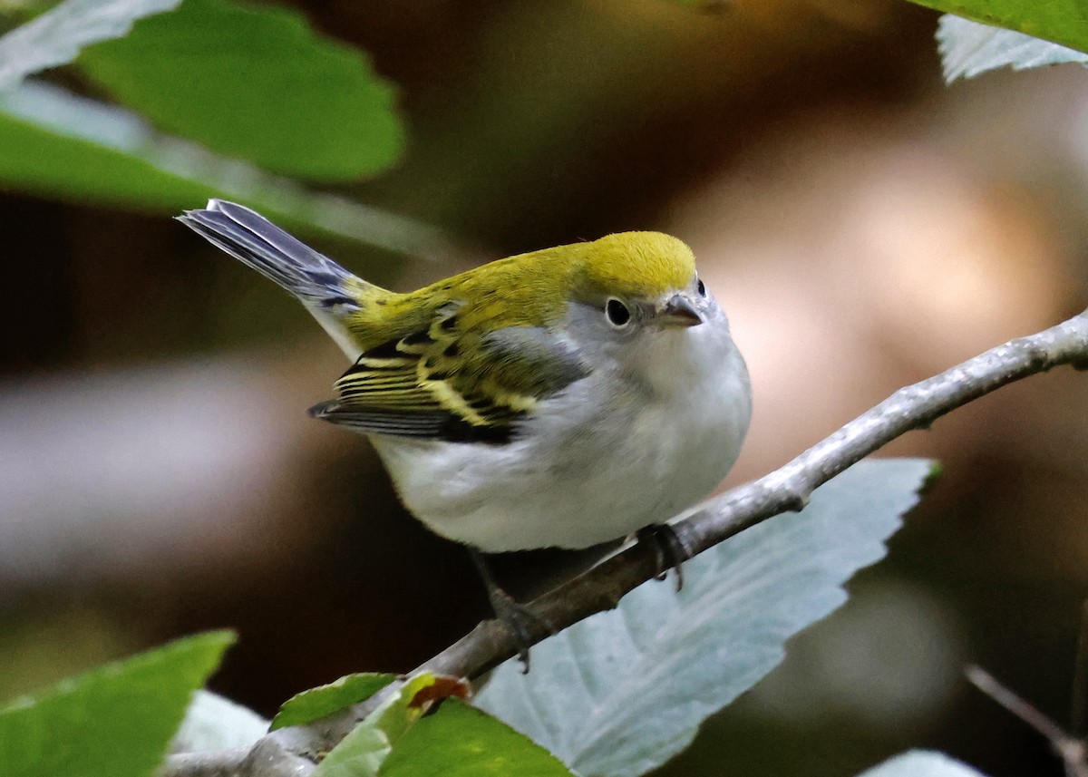 Chestnut-sided Warbler - Jay Carroll