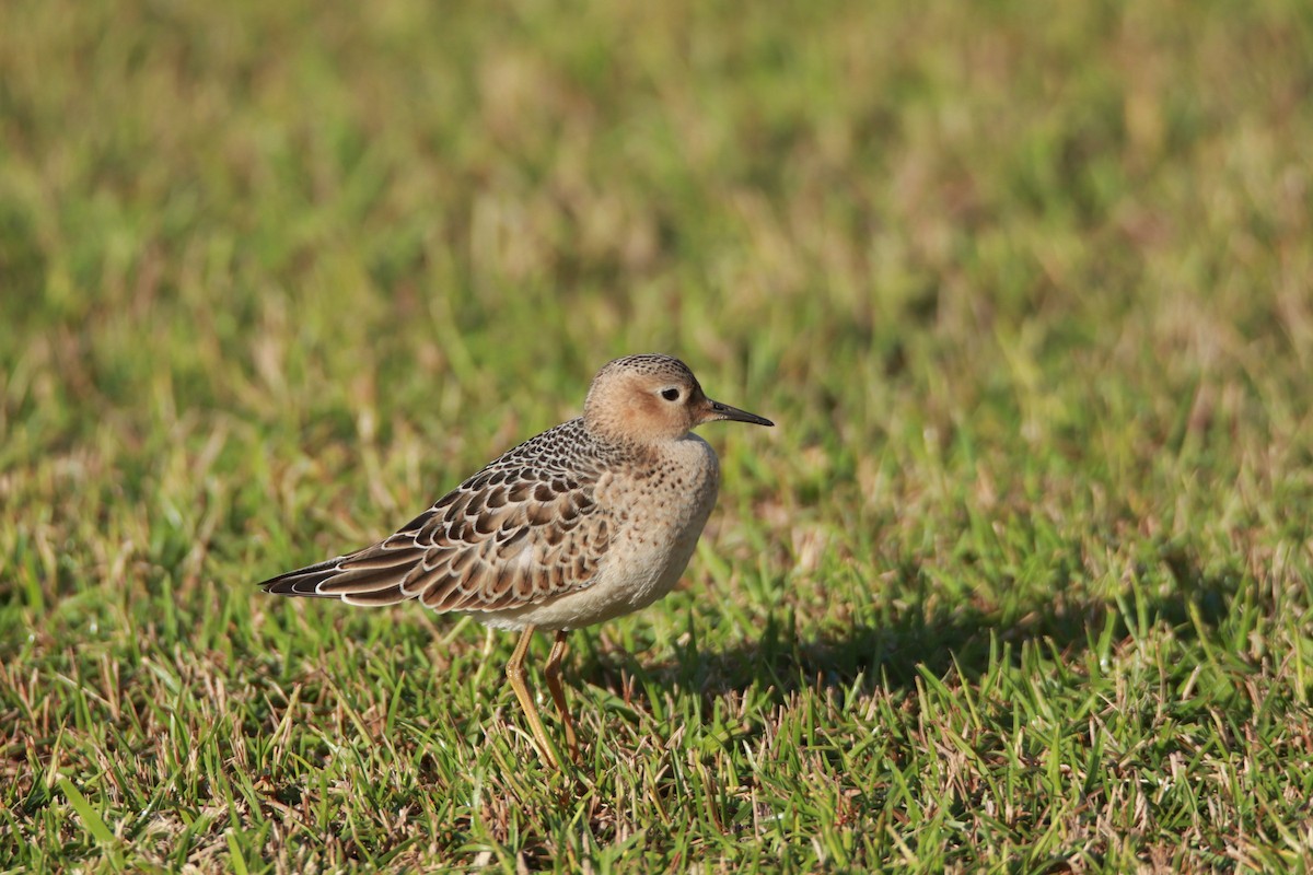 Buff-breasted Sandpiper - Jonathan Cooley
