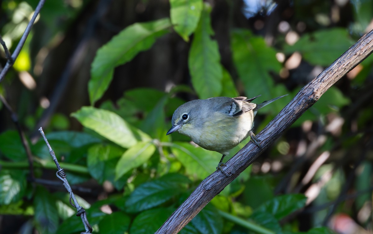 Pine Warbler - ML609185237