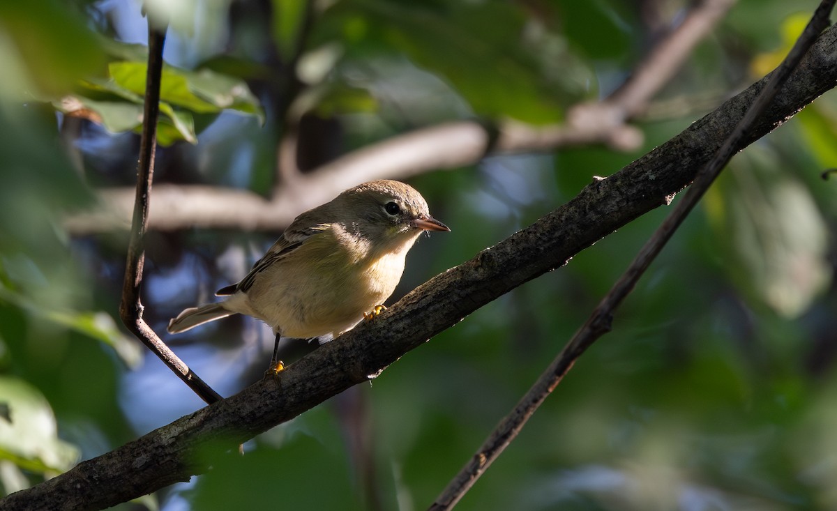 Pine Warbler - ML609185245