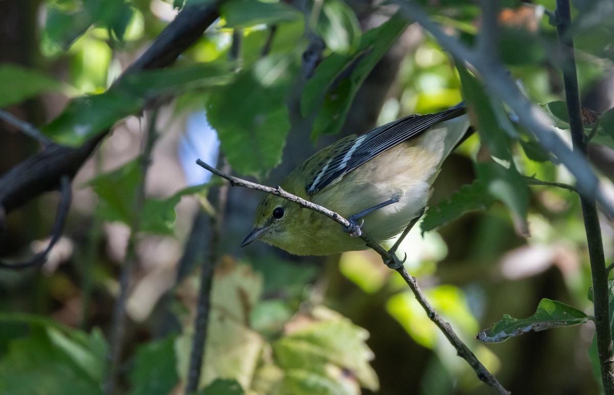 Bay-breasted Warbler - Jay McGowan