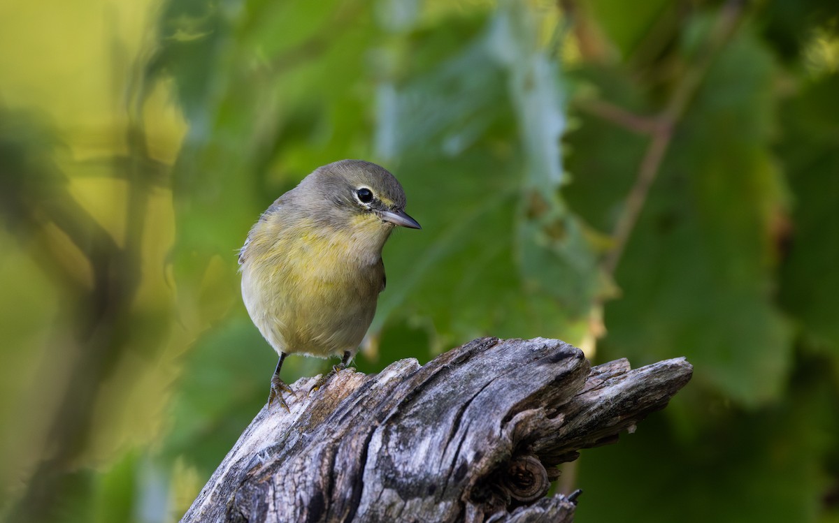 Pine Warbler - ML609185270