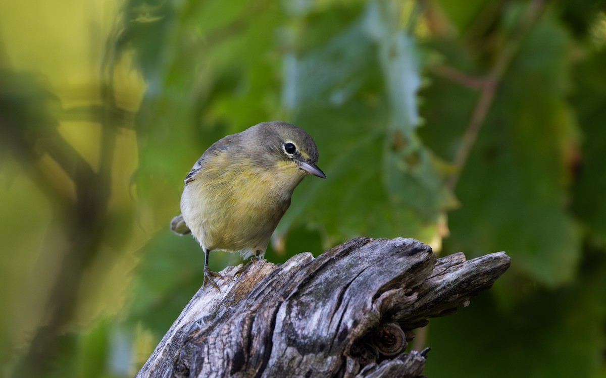 Pine Warbler - ML609185274