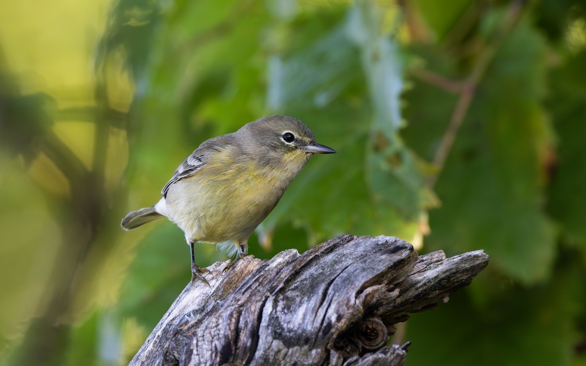 Pine Warbler - ML609185277