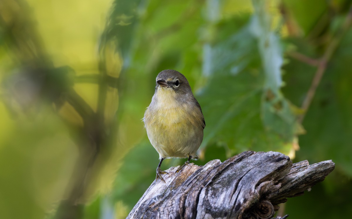 Pine Warbler - ML609185278