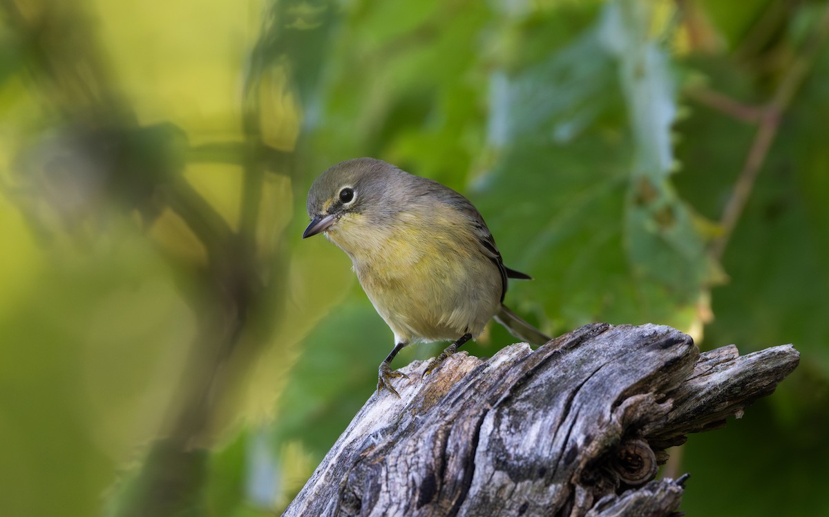 Pine Warbler - ML609185279