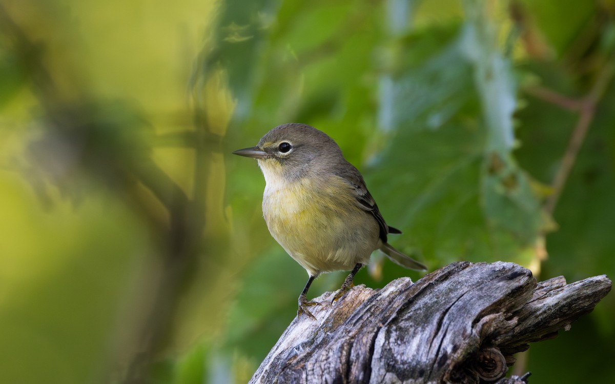 Pine Warbler - ML609185280