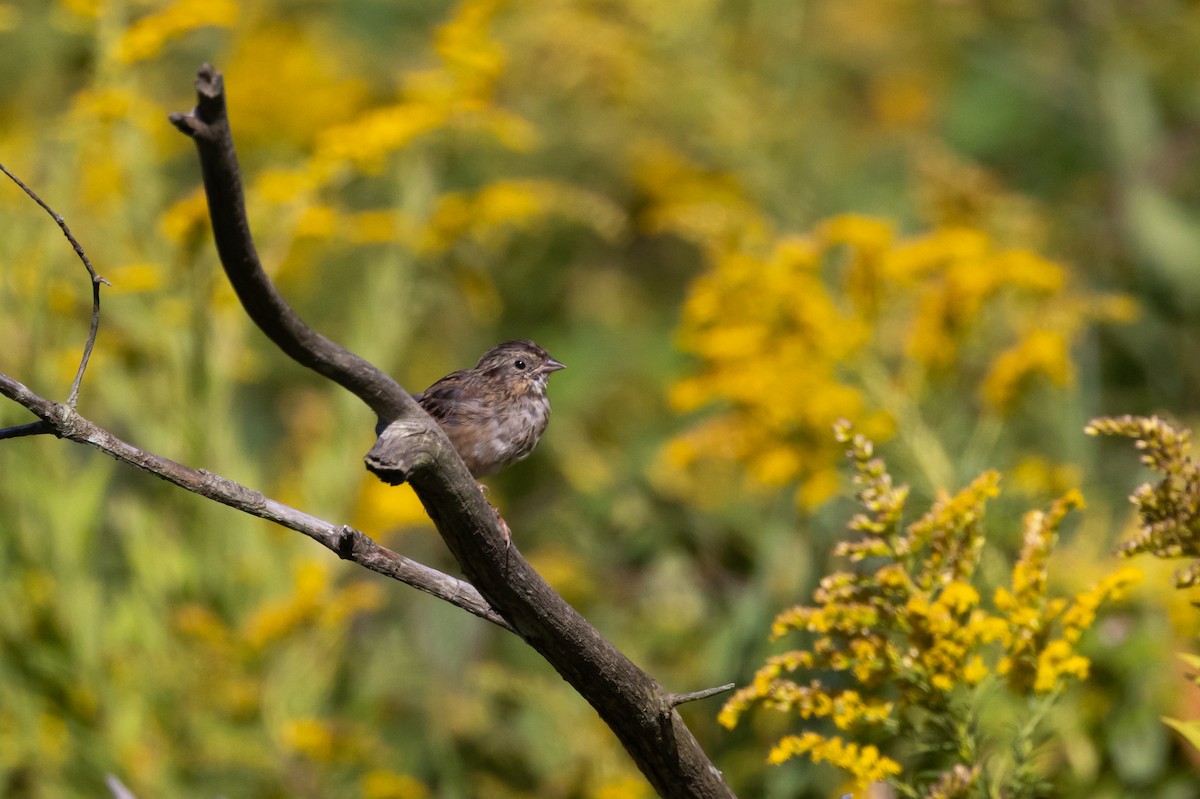 Swamp Sparrow - ML609185306