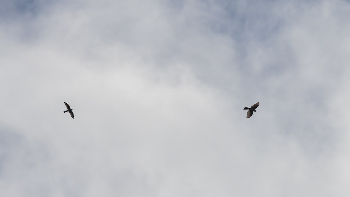 Sharp-shinned Hawk (Northern) - Jay McGowan