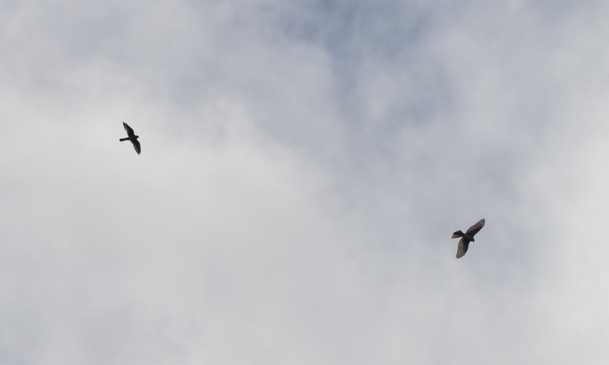 American Kestrel - ML609185315