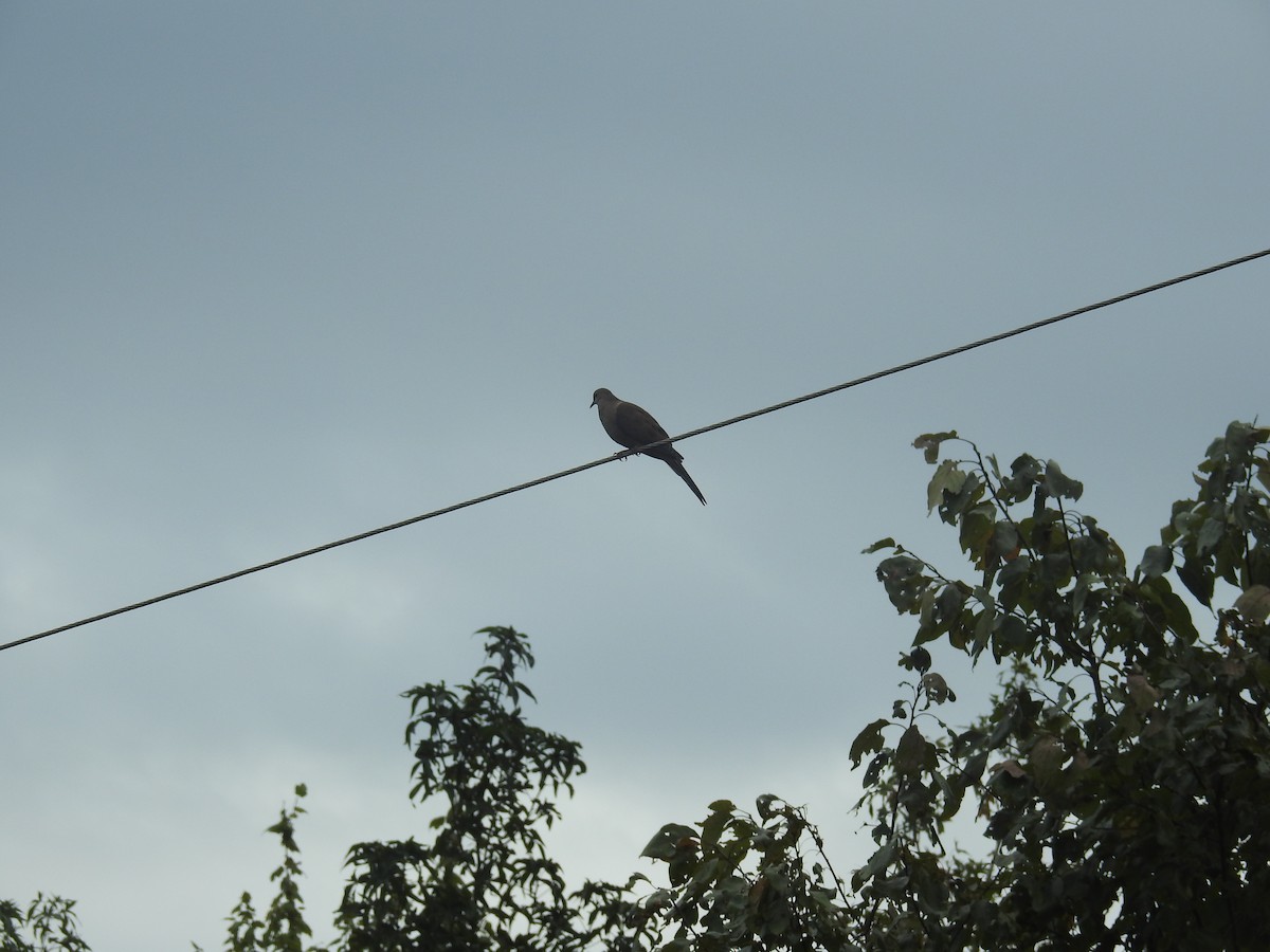 Mourning Dove - Mary Hagerty