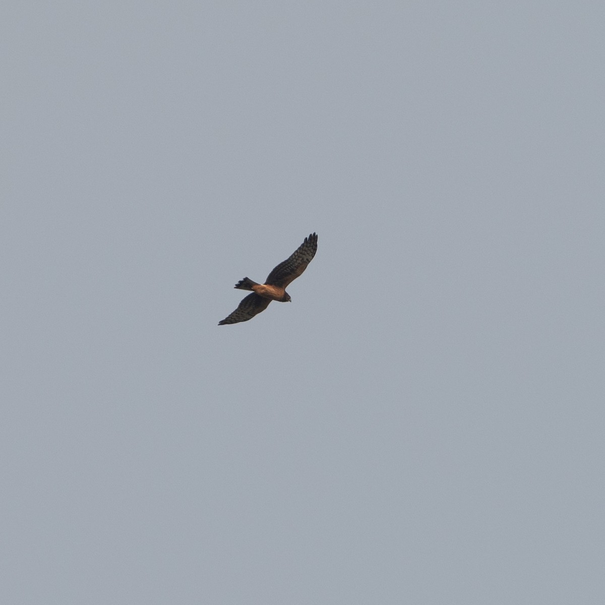 Northern Harrier - ML609185468