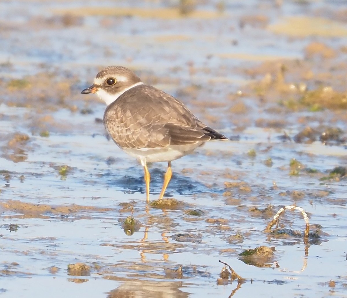 Semipalmated Plover - ML609185718