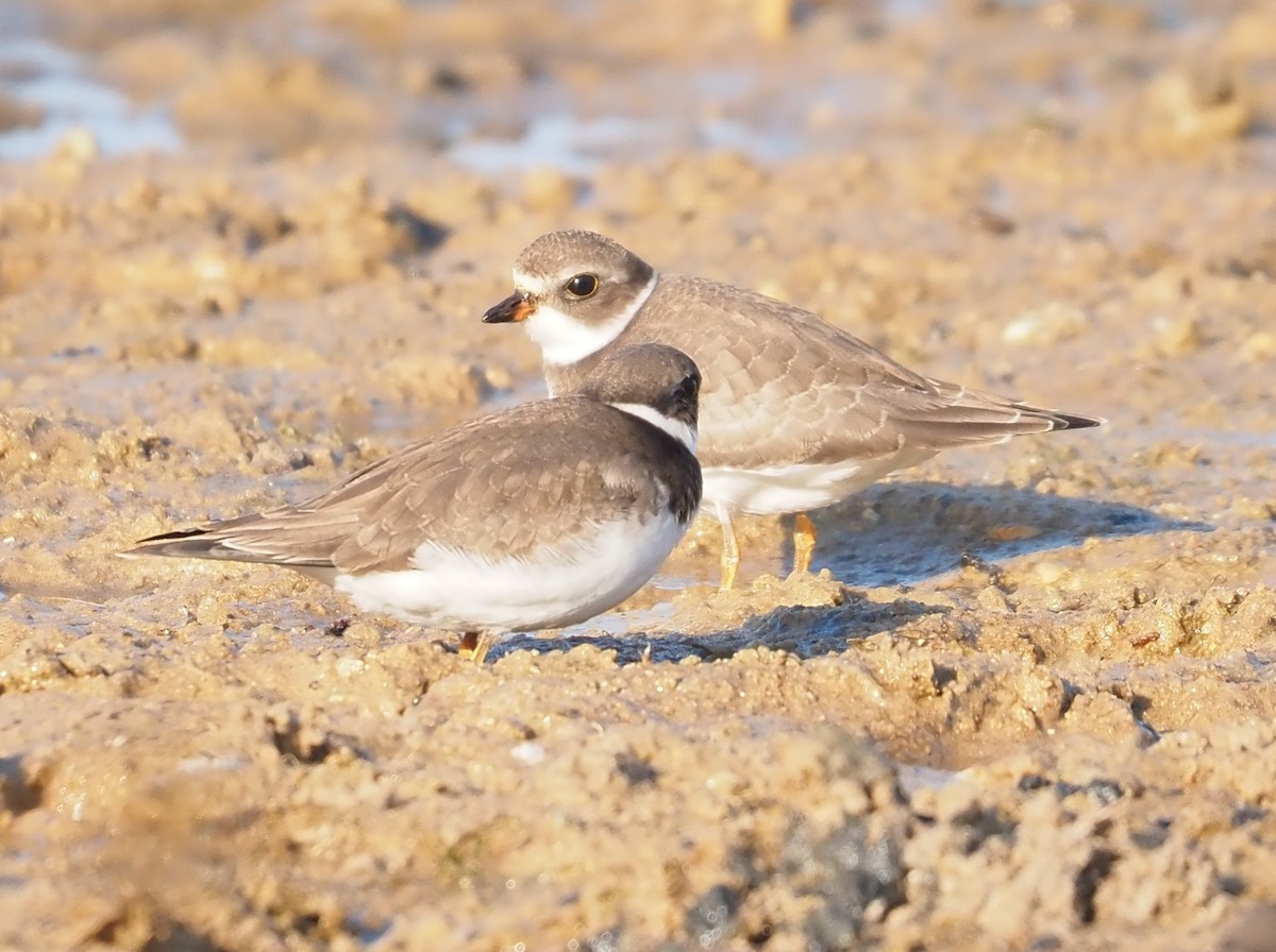 Semipalmated Plover - ML609185725