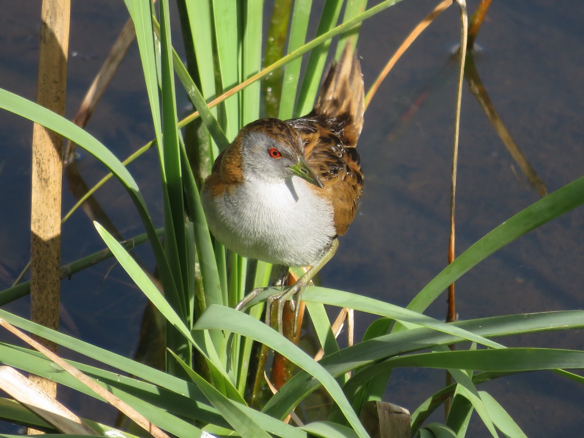 Baillon's Crake - ML609185820