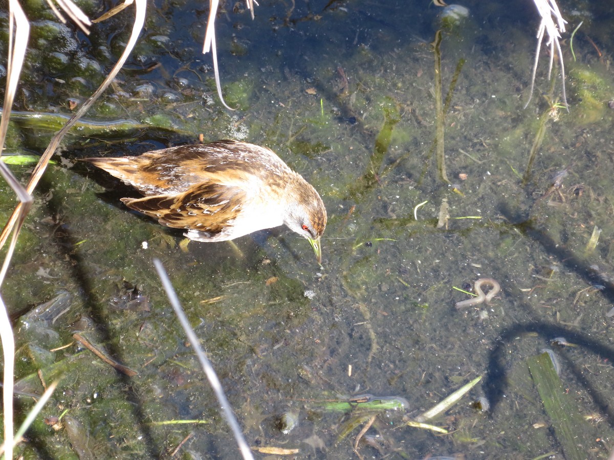 Baillon's Crake - Christine D