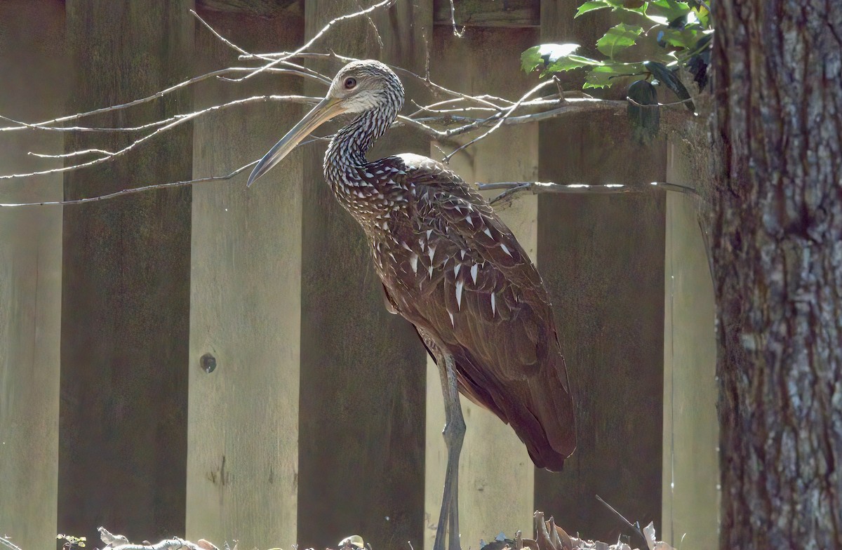 Limpkin - David Hamilton