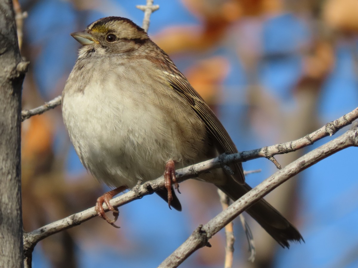 White-throated Sparrow - Kerry Hjertaas