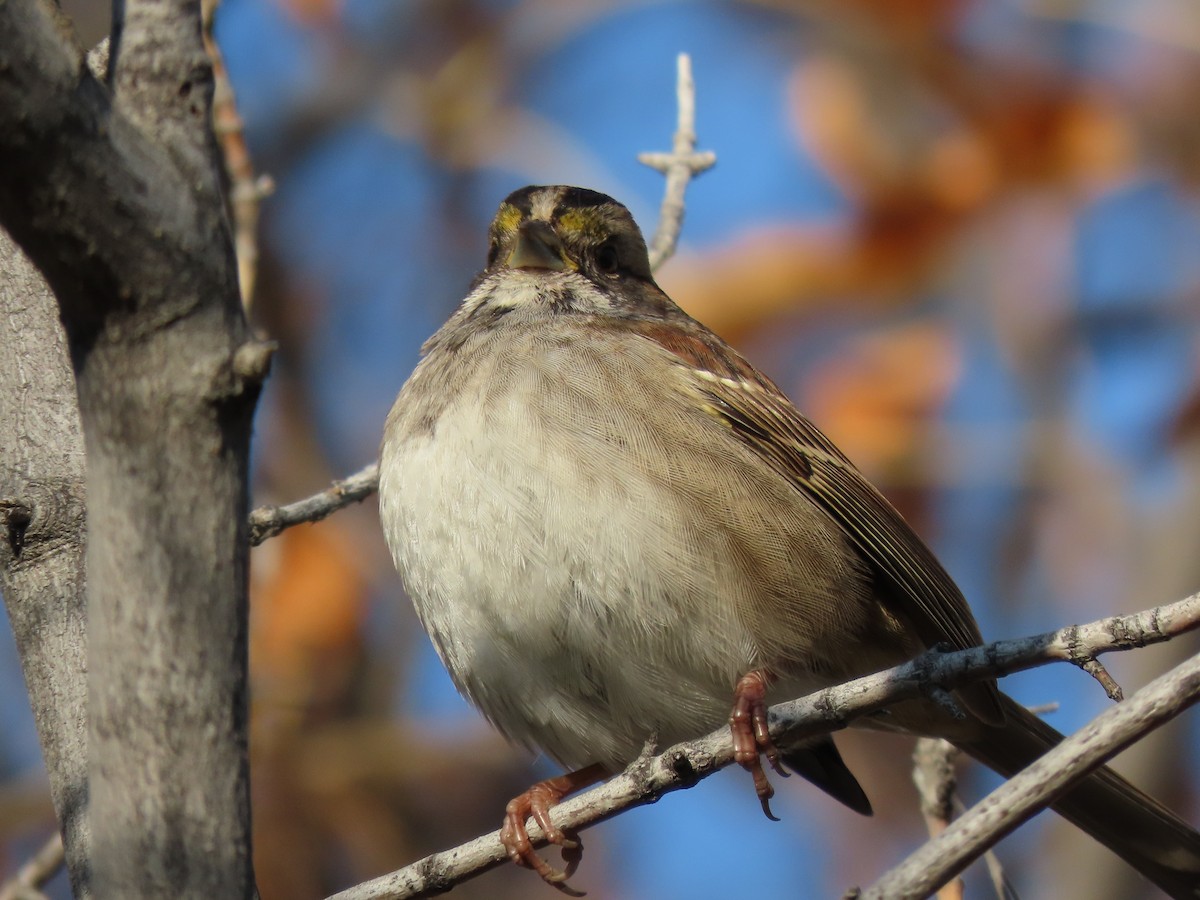 White-throated Sparrow - Kerry Hjertaas
