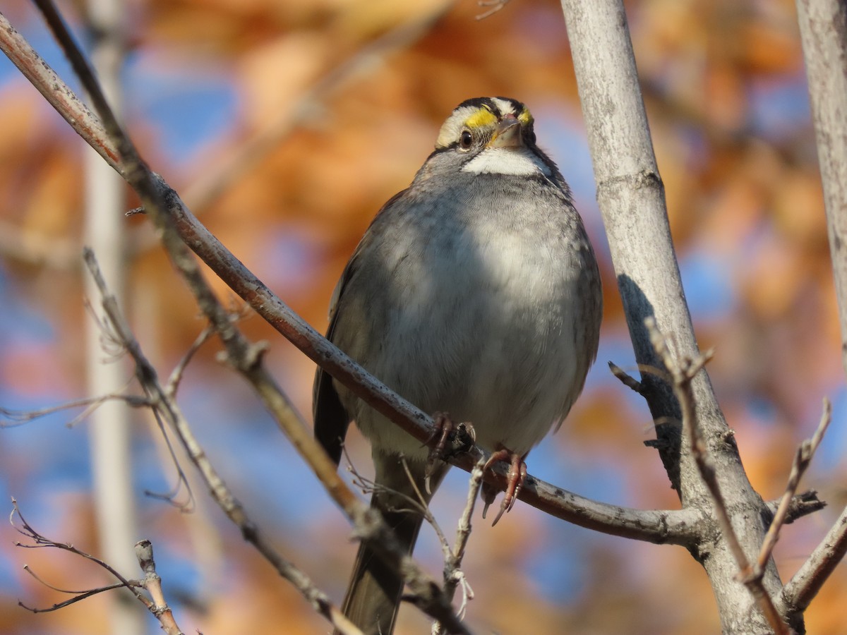 White-throated Sparrow - ML609185914