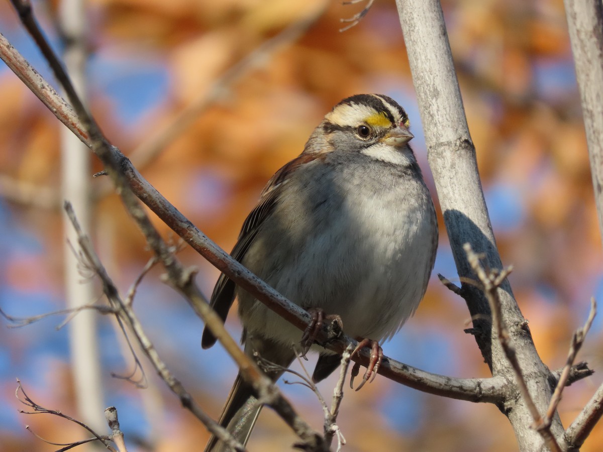 White-throated Sparrow - ML609185915