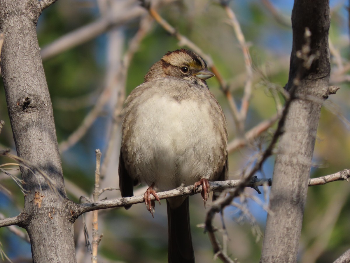 White-throated Sparrow - ML609185918
