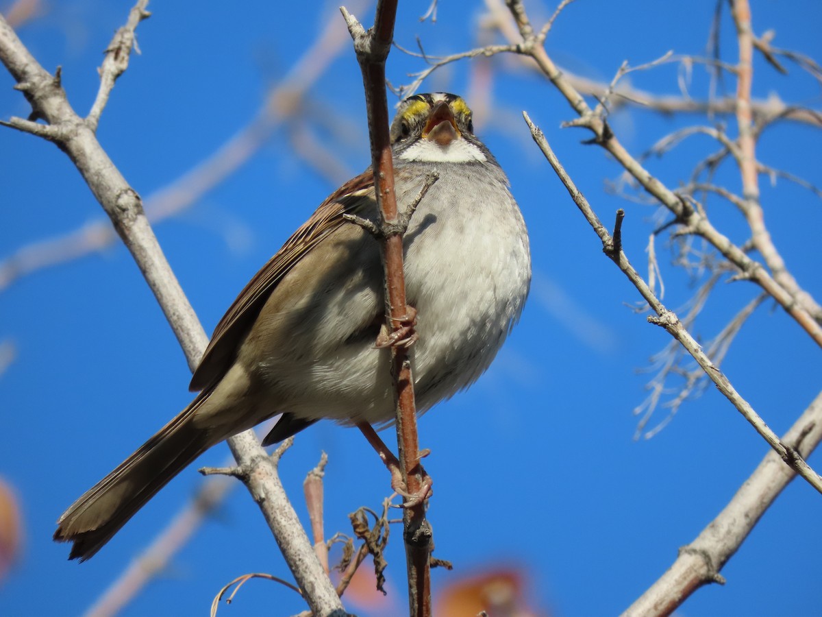 White-throated Sparrow - ML609185923