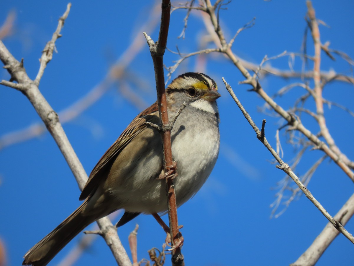 White-throated Sparrow - ML609185931