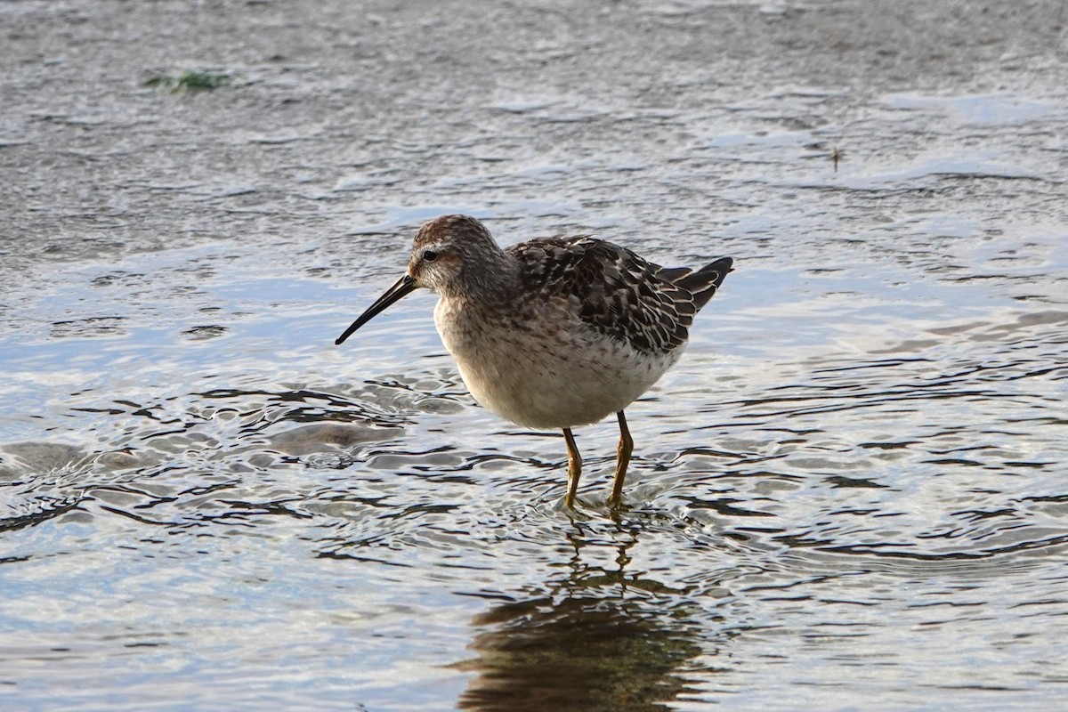 Stilt Sandpiper - ML609185973