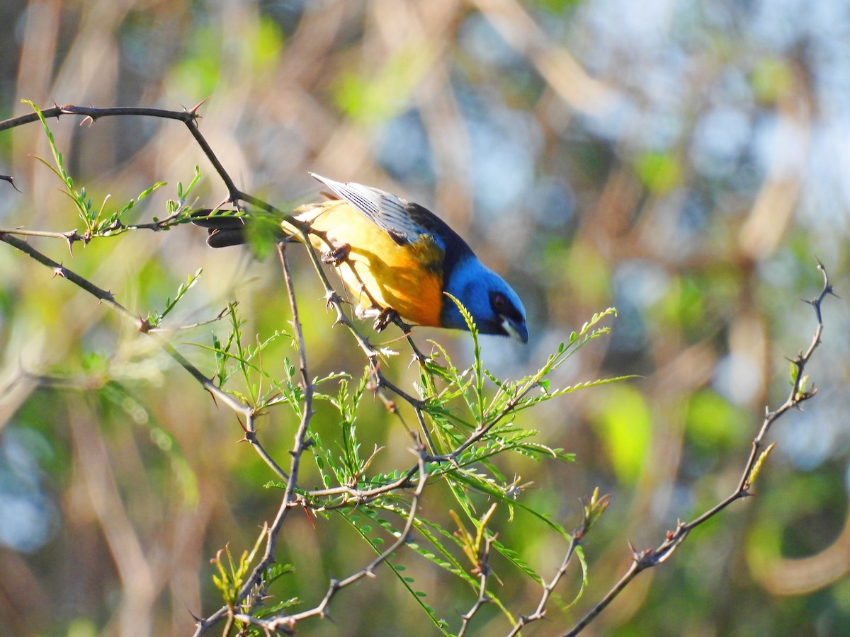 Blue-and-yellow Tanager - ML609186083