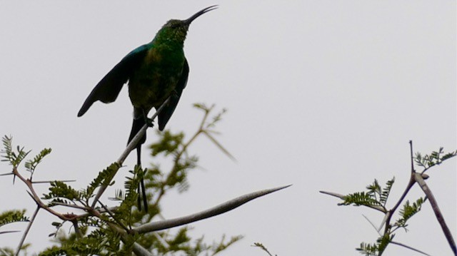 Souimanga malachite - ML609186088