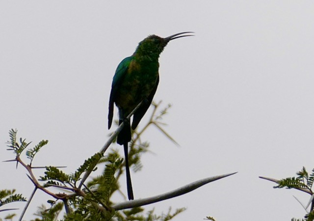 Souimanga malachite - ML609186089