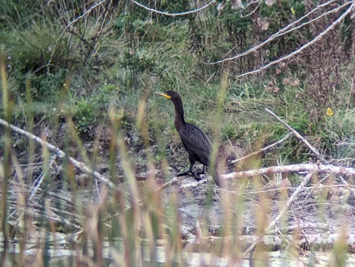 Cormoran à aigrettes - ML609186106
