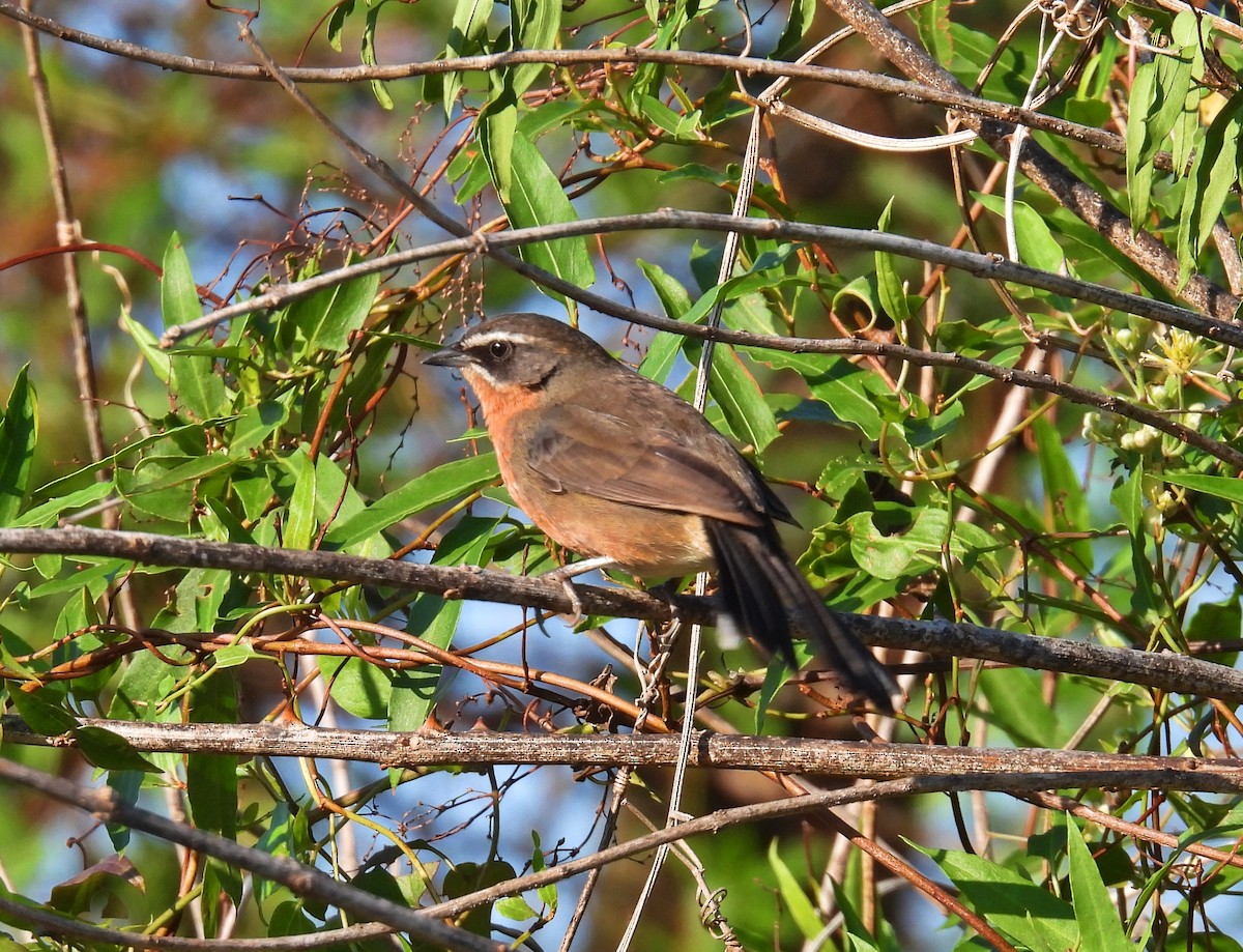 Black-and-rufous Warbling Finch - ML609186170