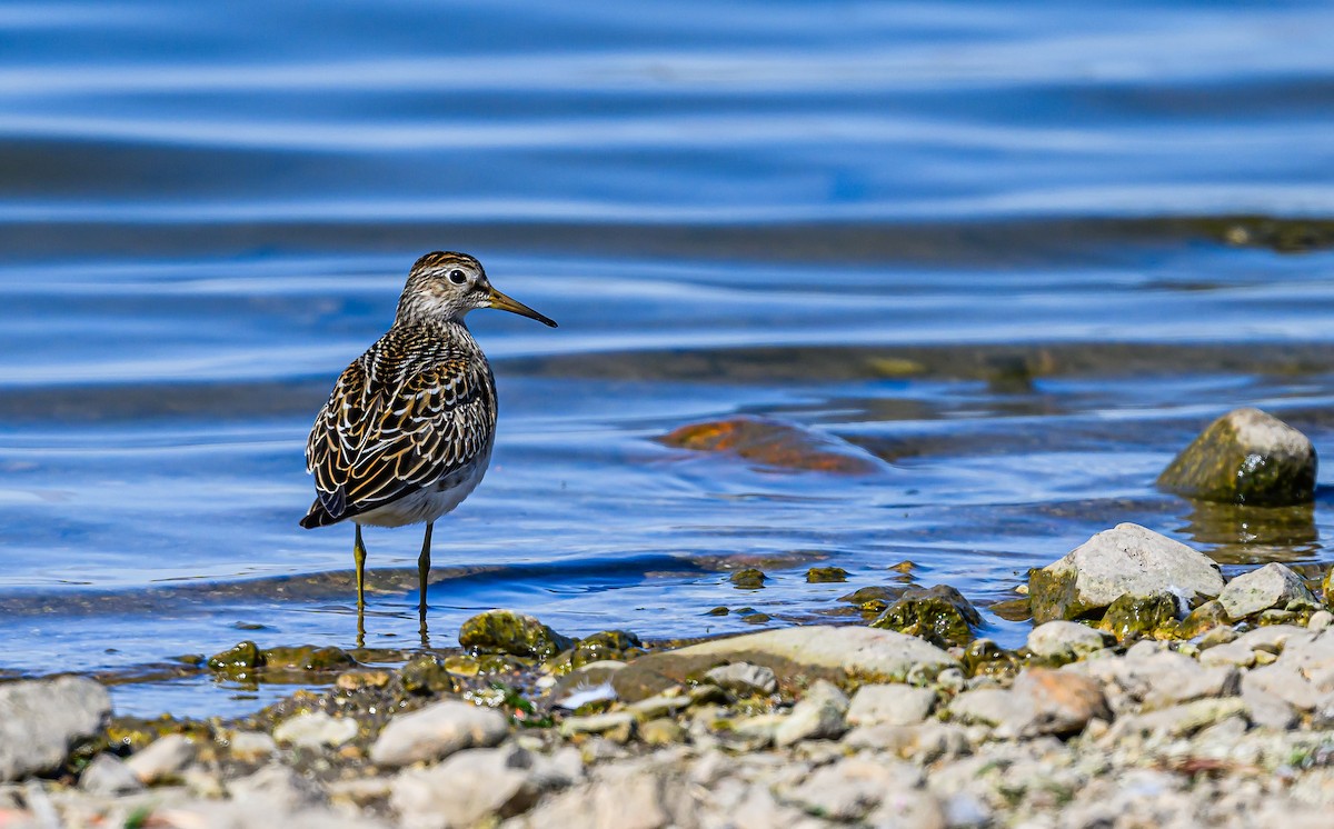 Pectoral Sandpiper - ML609186267