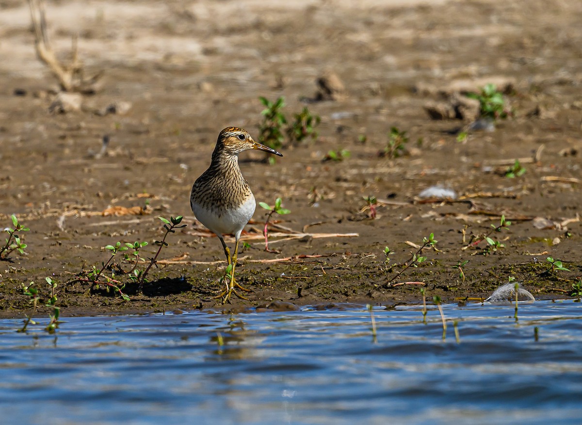 Pectoral Sandpiper - ML609186268