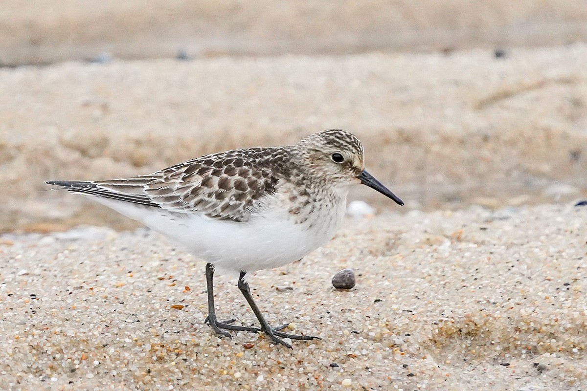 Baird's Sandpiper - Blair Nikula