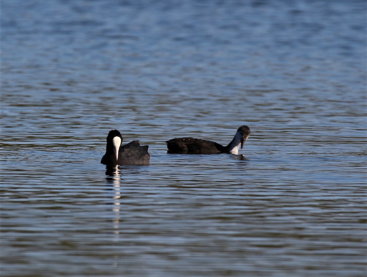 Eurasian Coot - Lucie Tremblay