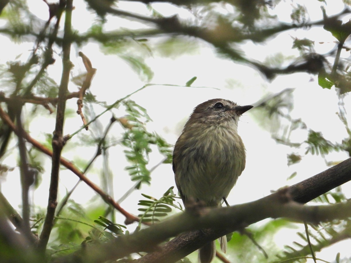 Tumbes Tyrannulet - ML609186391