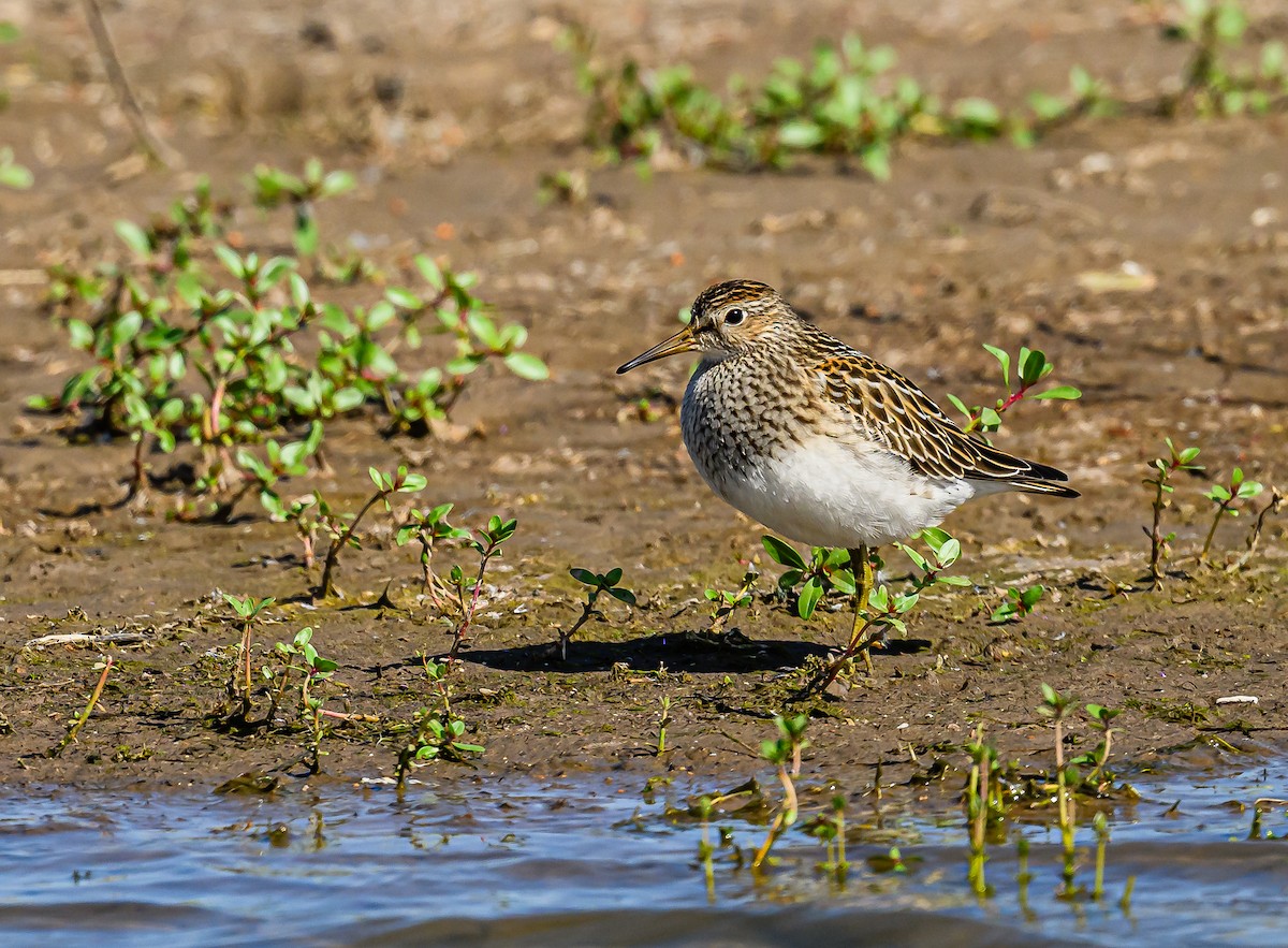 Pectoral Sandpiper - ML609186405